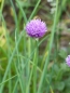 Preview: Schnittlauch - (Allium schoenoprasum) Liefergröße : Solitär Co